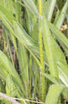 Wavyleaf purple coneflower